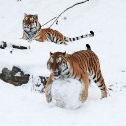 allcreatures:  Five-year-old Siberian tigers Wassja and Mandschu