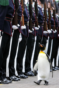 diphda:  SeaWayBLOG: Nils Olav, a penguin to protect the King