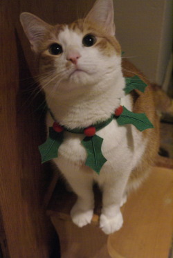 fuckyeahfelines:  Darwin wishes everyone a very happy christmas!!!!!