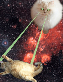 *~*~*~hi im a cat~*~*~*