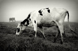 Cow dream photo by Luis Filipe Franco