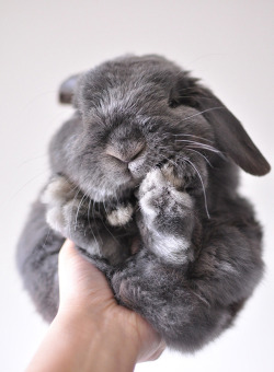 Squishy bunny!