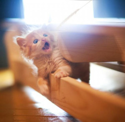 “ZOMG”-cat xD