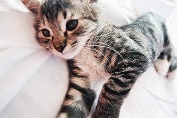 kittiesntitties.tumblr.com/post/2593515903/