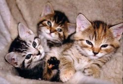 kittiesntitties.tumblr.com/post/2597855469/