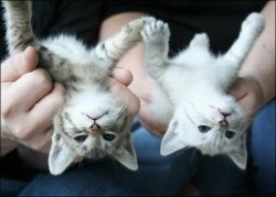 kittiesntitties.tumblr.com/post/2598149788/