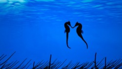  When seahorses find a mate, they wrap their tails around each