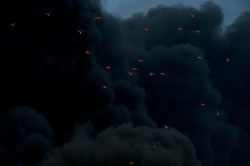 opaquephoto:  Fire reflected on birds in smoke, at Moerdijk,