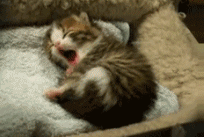 fuckyeah-gifs: posted by gaspnoway  That’s so sweet.