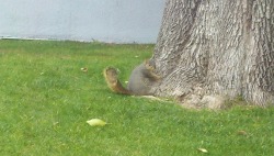 Chipmunk! Herro little guy!