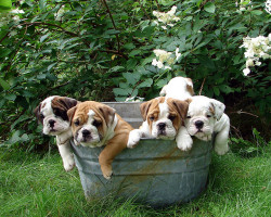 fuckyeahbulldog:  Tub full of puppies (by Deb) This tub full