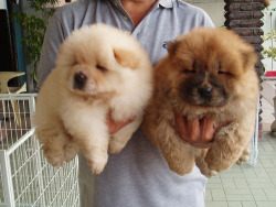 baotran:  applecranberry: they’re soo fluffy 