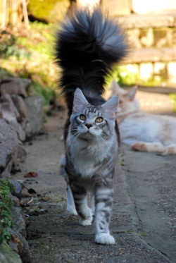 glamor-pants:  ada-or-ardor:  oh no what an excellent cat 