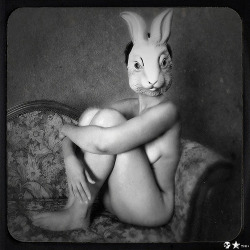 Rabbits… .ofa. by TOK