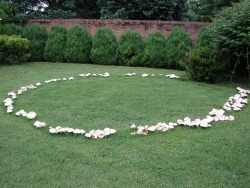 geneticist:  A fairy ring is a naturally occurring ring of mushrooms.