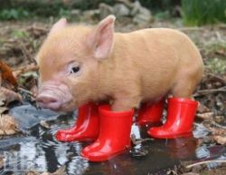 hellocute:  Piglet in boots  fucking cute. omg.