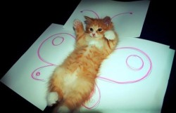 aawww, i’d so do this if i had a cat :)