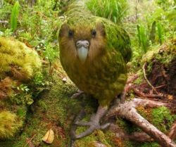 ratboigles:  lickystickypickyme:  A kakapo, a flightless parrot