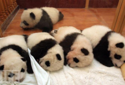 fuckyeahgiantpanda:  Giant panda cubs sleeping in a crib. ©