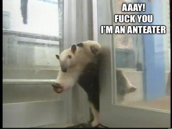 Once again, I am forever convinced that all anteaters do is strike