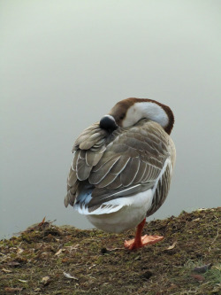 this goose is evil. Don’t let the picture fool you