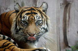 theanimalblog:  A Tiger at London Zoo taken by Deborah Lacey