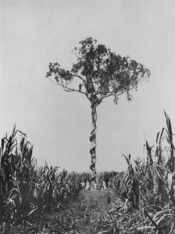 fig tree and native vine growing in the middle of sugar cane;