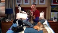 cuteboyswithcats:  sheldon cooper, the big bang theory submitted