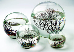 gardenofverses:  “Inside these sealed glass balls live shrimp,