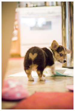 corgiaddict:  Happy Early Valentine’s Day. :)submitted by brother