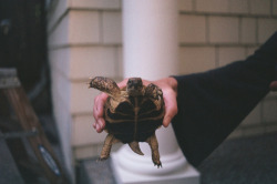 MY BESTIE IS GOING TO BE LIVING WITH A TORTOISE NEXT YEAR.  THAT