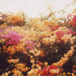 zepcok.tumblr.com/post/3293742204/