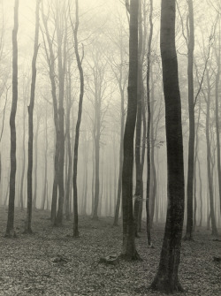 Beech forest in fog photo by Max Baur, sometime in the ‘30s