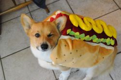 corgiaddict:  Mac in his Halloween costume  Maybe he can pass