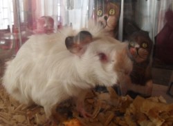 effyeahrats:  This is my little shaggy rat! Her name is Marijuana!