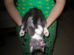 fuckyeahfelines:  This is my baby, when he was a baby. I don’t