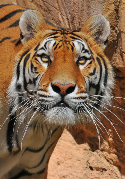 fuckyeahbigcats:  Photo by: archangel 12 