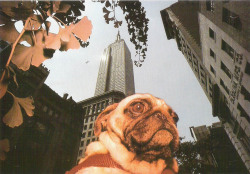 hugparty:  I Am A Dog, New York City, 1983 Photograph by Chip