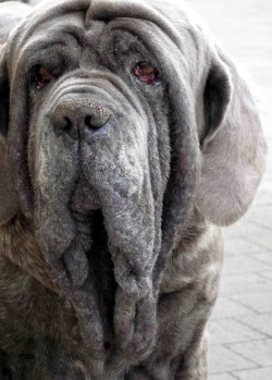 fyeahwrinklydogs:  LOOK AT THOSE WRINKLES!  Neapolitan mastiffs