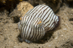 dissociate:  Striped Pajama Squid (actually a type of cuttlefish).