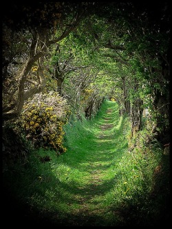 sunsurfer:  Ancient Road, Ballynoe, Co Down, Ireland photo by