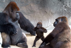 lovewildlife:  A baby gorilla seems to be telling her parents