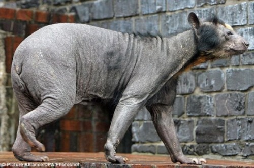 Shaved bear. Srsly. 