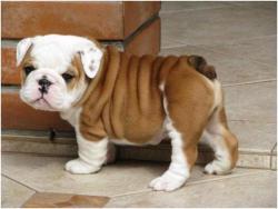 white-and-n3rdy:  rissalady:  LOOK AT HIS LITTLE WRINKLESSSSSSSS.