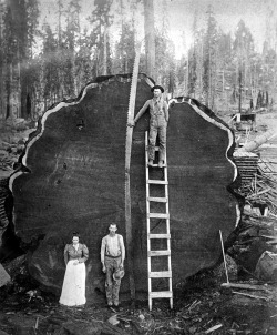 scanzen:  A giant sequoia log, Sequoia National Park, California,