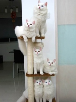 demon-of-the-fall:  look at the heterochromic cats! ^_^ 