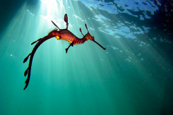 daily-animals:   Sea dragons are some of the most ornately camouflaged