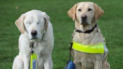  Labrador precisa do seu próprio cão-guia após perder os olhos.