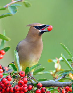 magicalnaturetour:  The Taste of Berries by Jerry Ting :) 