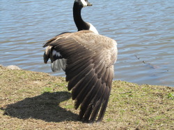 Perk of being able to hang around the geese?  DELICIOUS WING